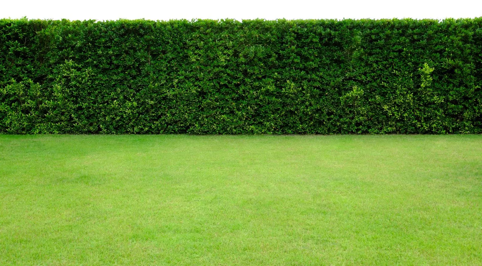 Team caring for a North Texas landscape